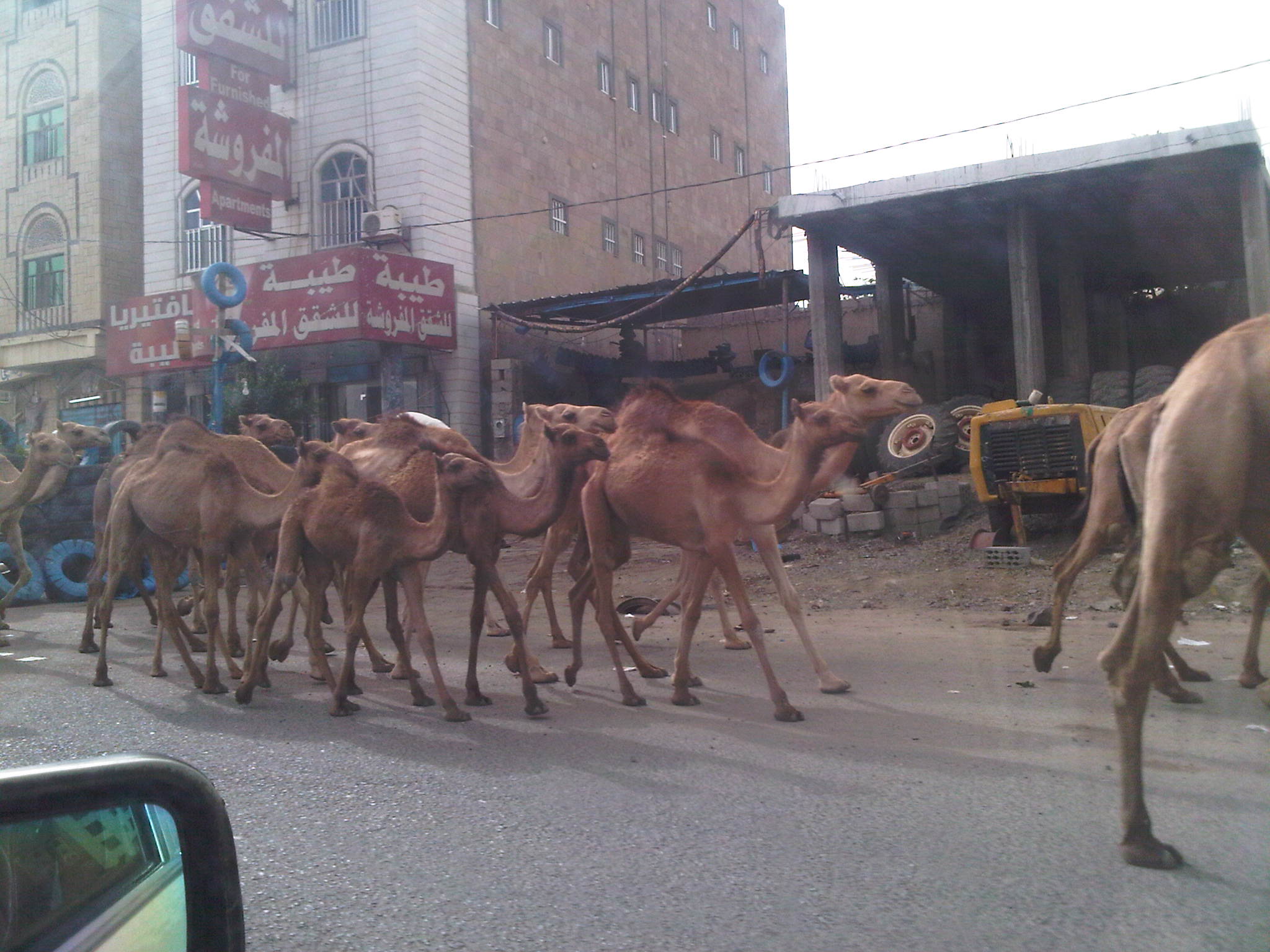 Camels in Taiz