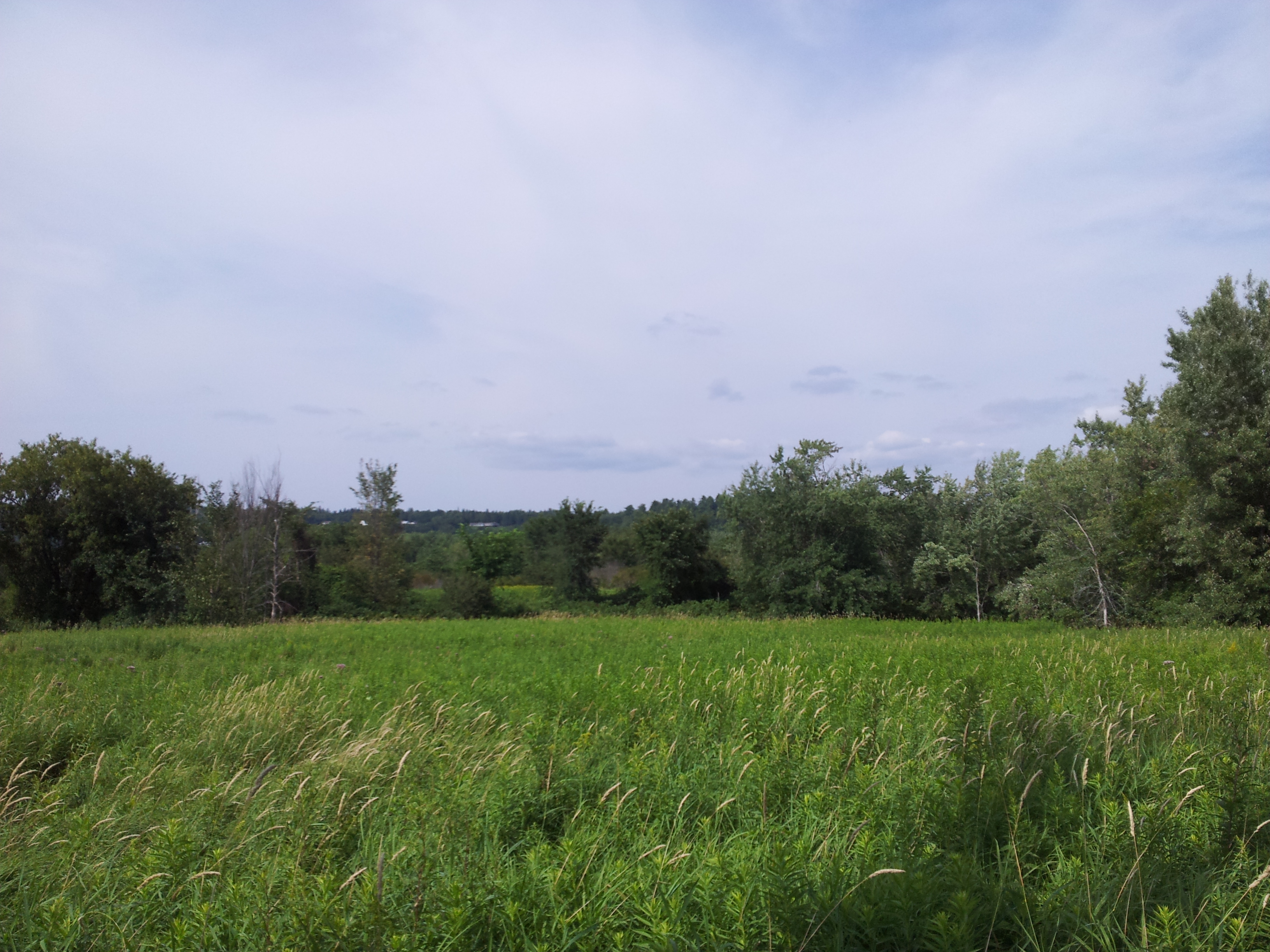 Tall grass/weeds/brush in a field on the island