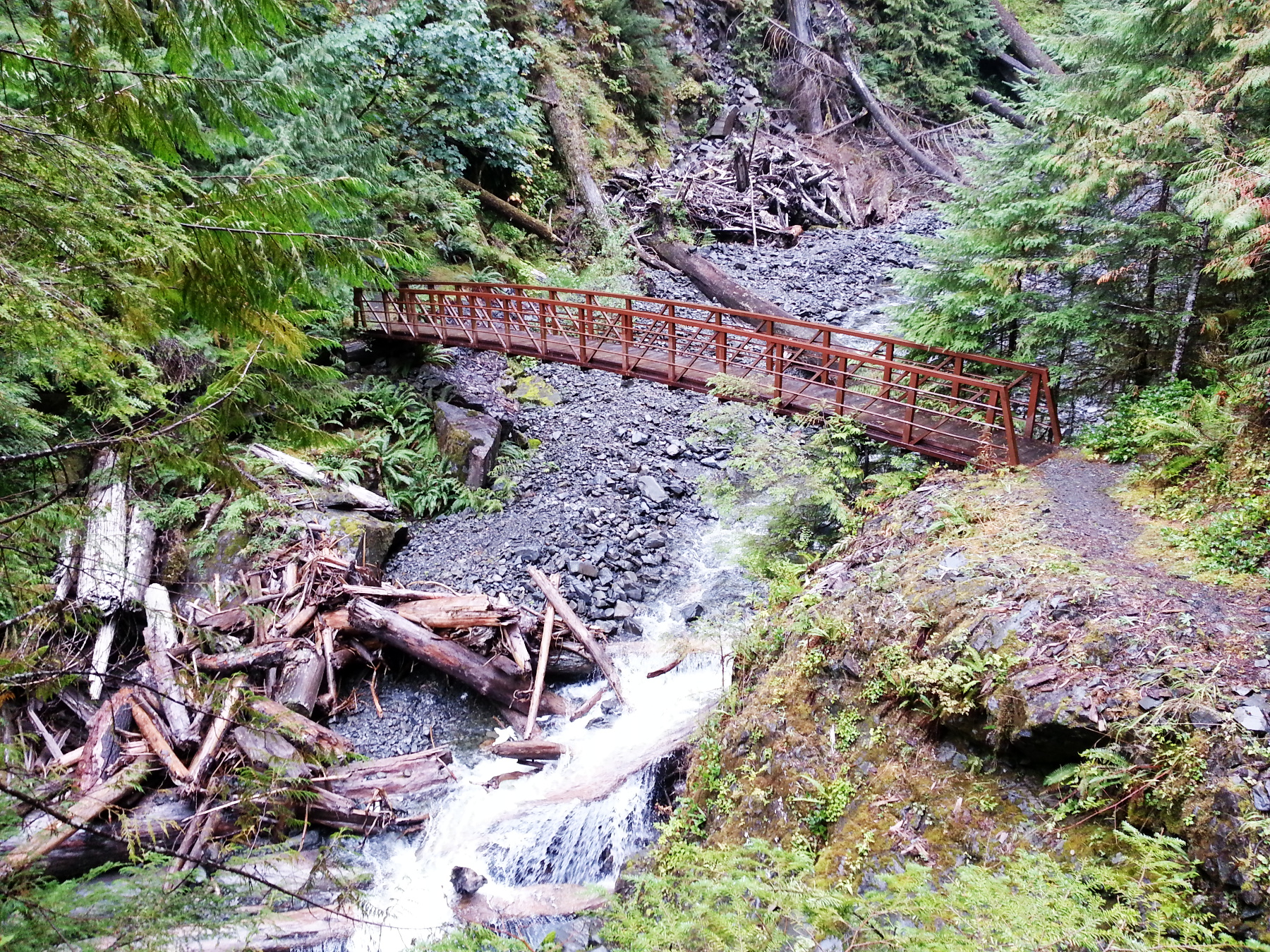 Hiking in Quinault Rainforest