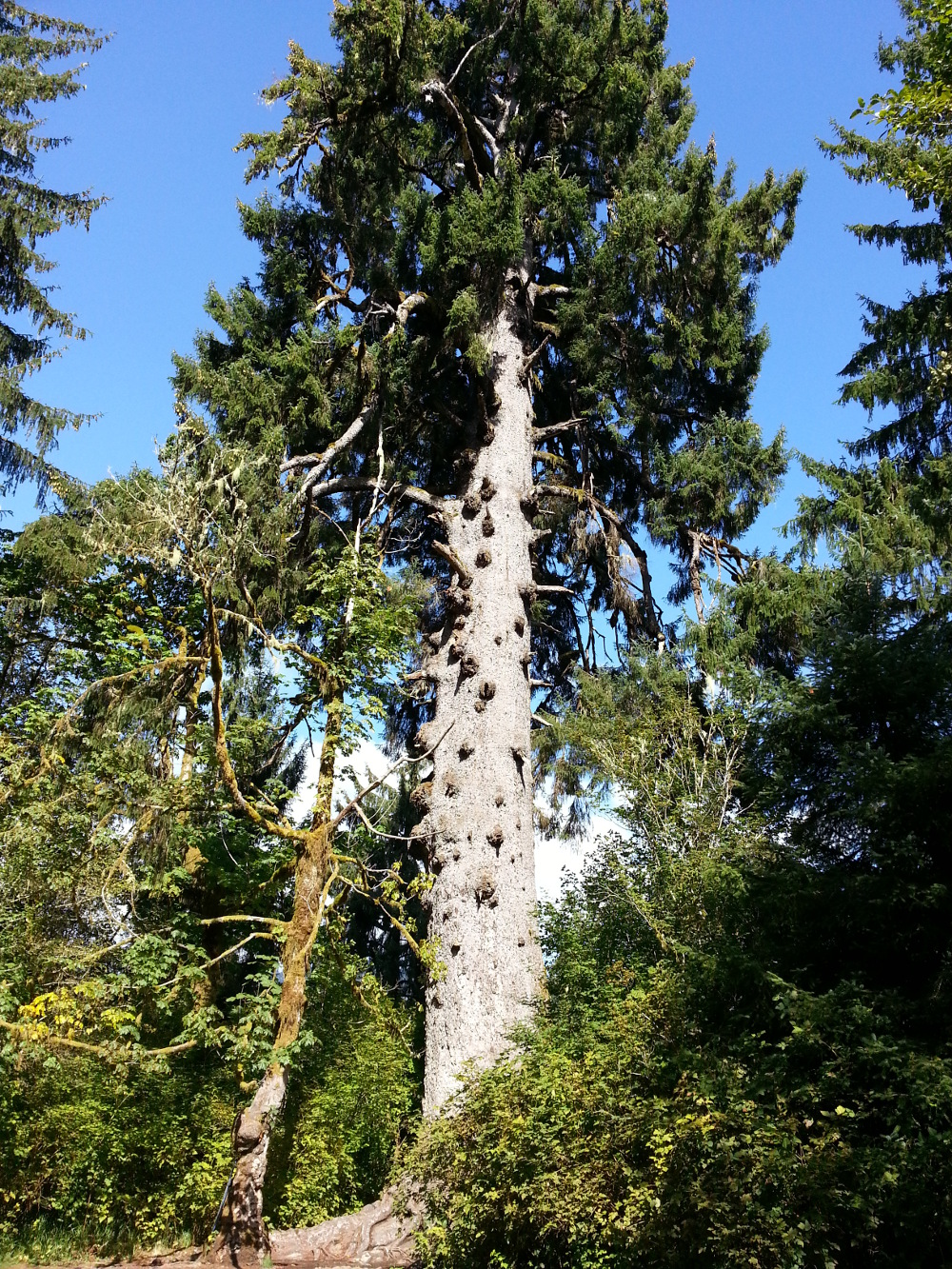 Massive Sitka Spruce tree