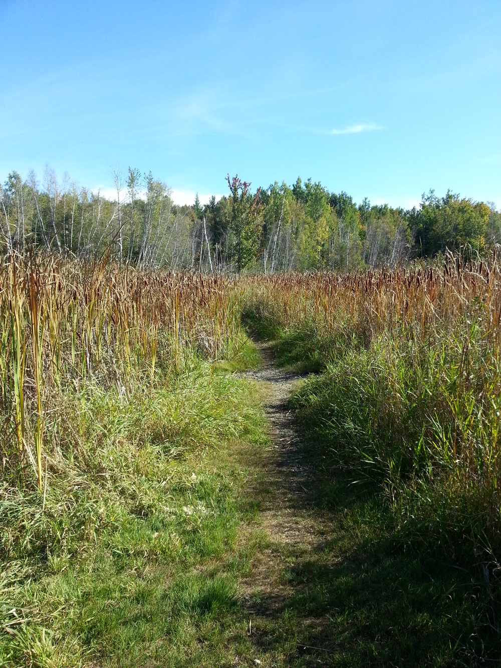 Trail in Hyla Park