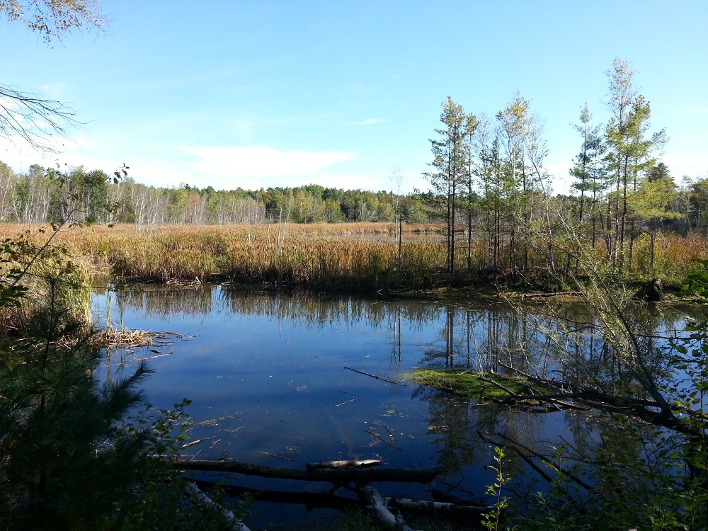 Pond in Hyla Park