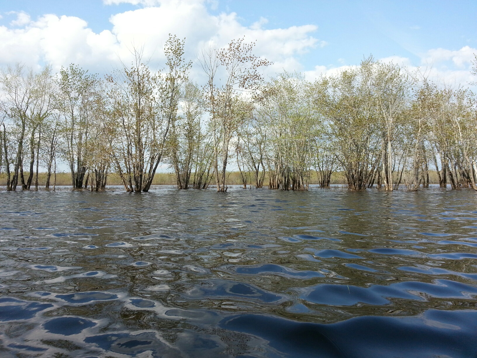 Portobello Creek flooded treeline