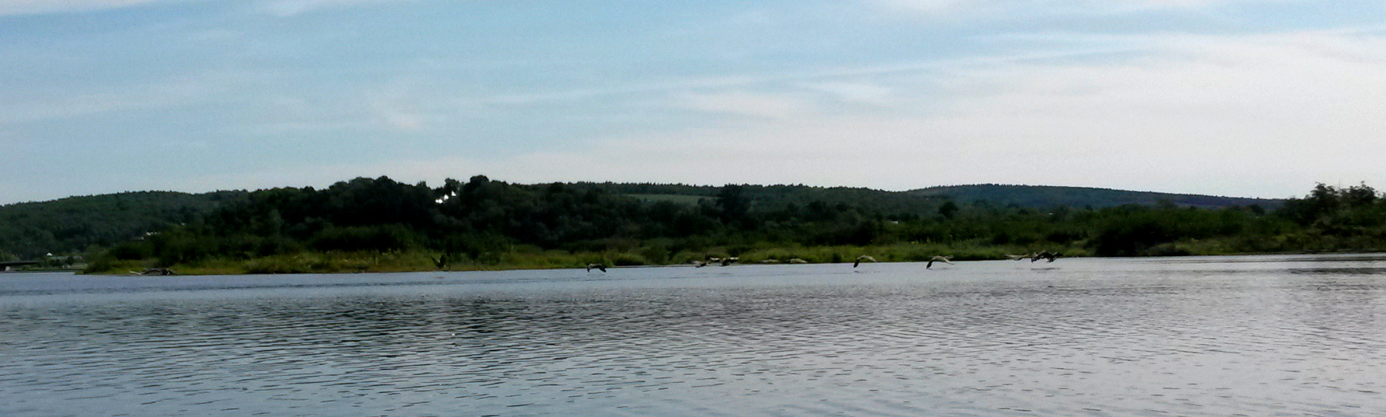 Geese making a getaway