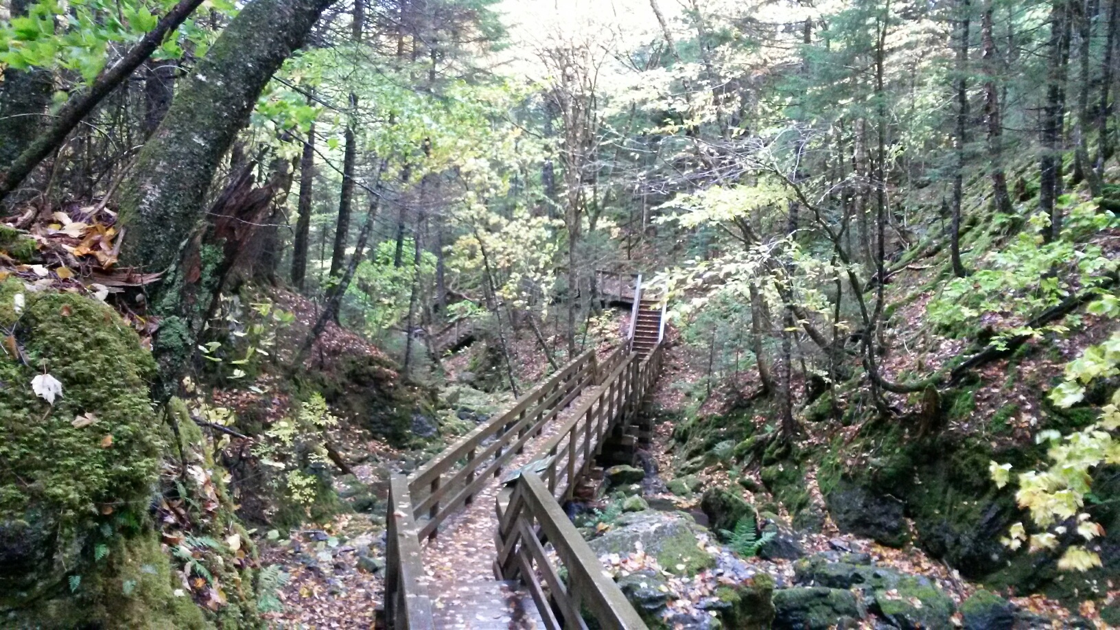 Boardwalk trail to Dickson Falls