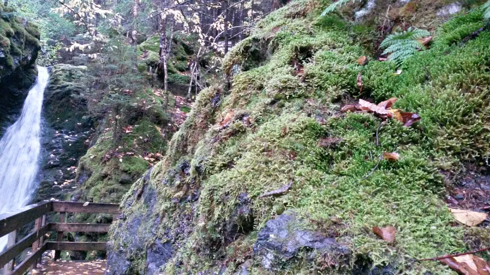 Dickson Falls, with moss