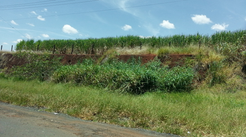 Sugarcane