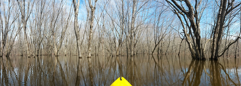 Floodplain forest near the mouth of the Nashwaak River
