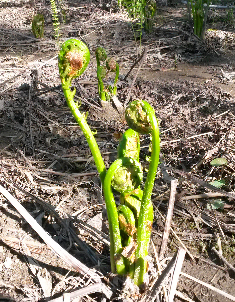 Fiddleheads, past edible season