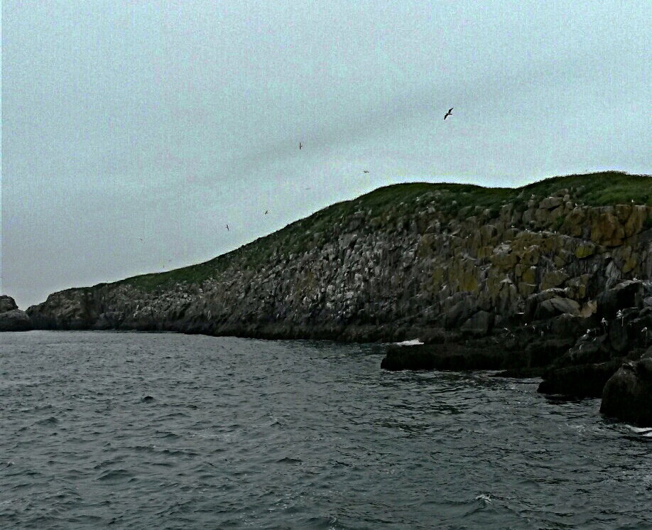Island with seabirds nesting