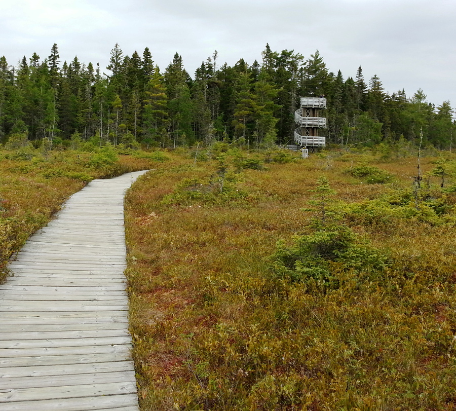 Hiking on the Bog trail