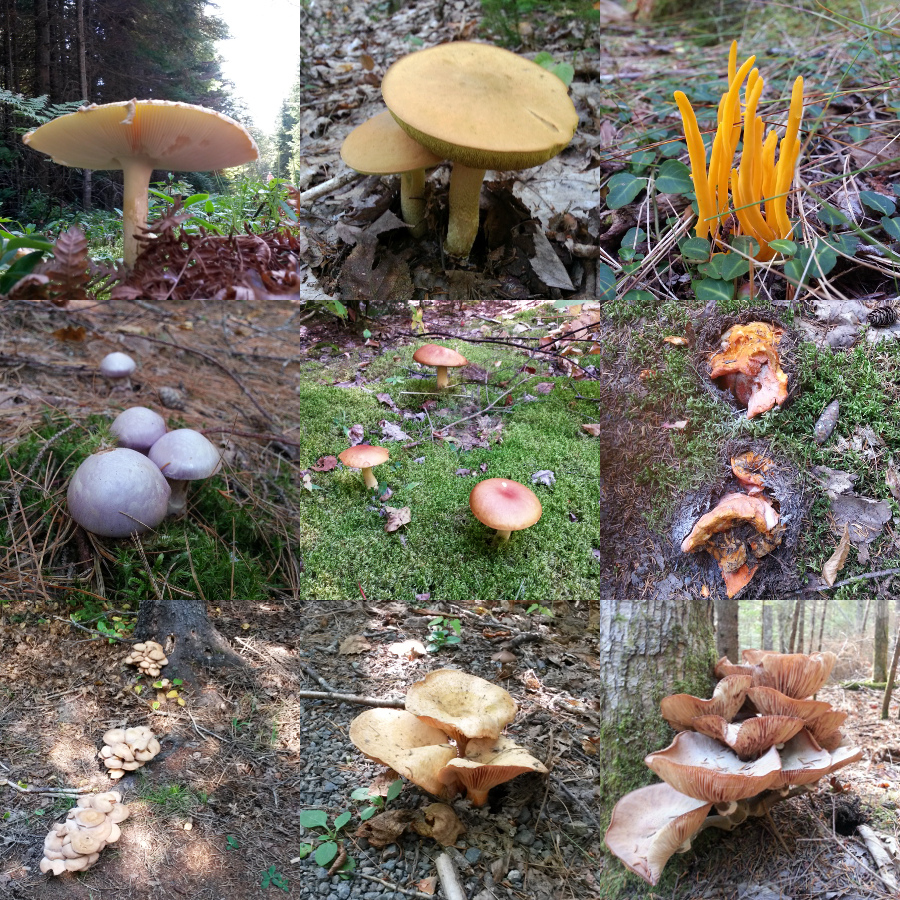 Gallery of mushrooms seen at Kouchibouguac National Park