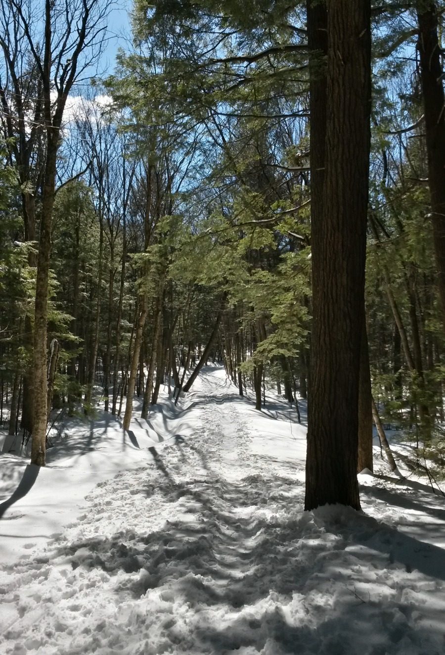 Snowshoeing in Odell Park