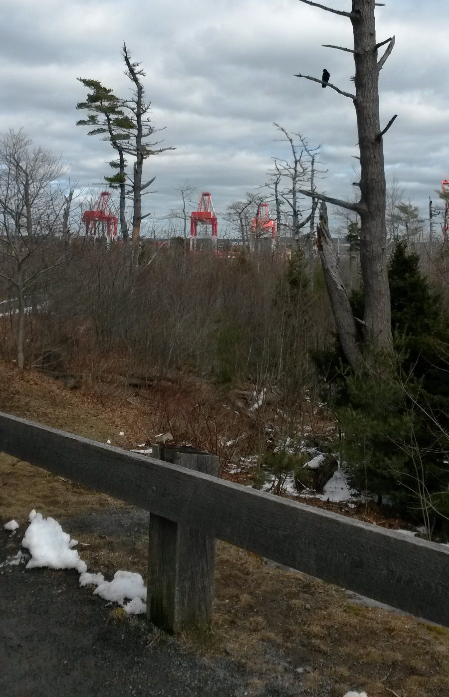 Container port in background, Point Pleasant Park