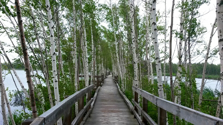 Boardwalk in Sackville Waterfowl Park